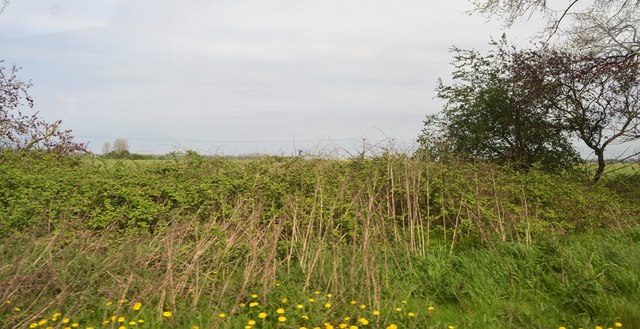 Forest, King's Lynn and West Norfolk